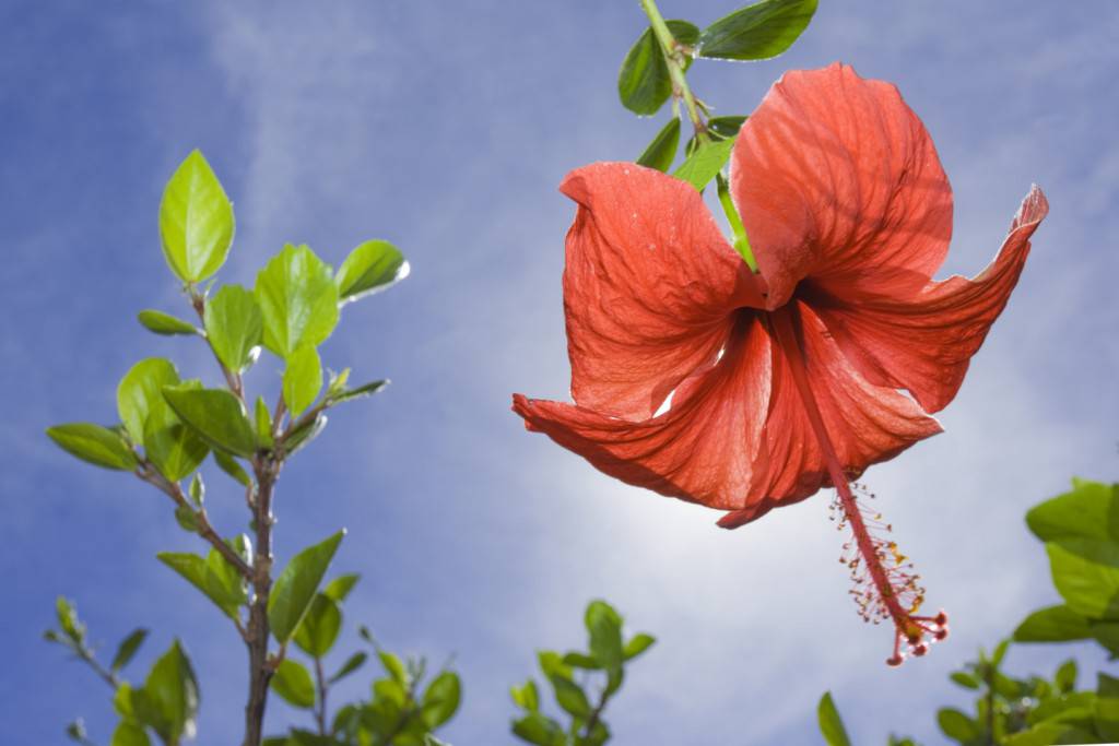 Hibiscus plants thrive in Gran canaria gardens