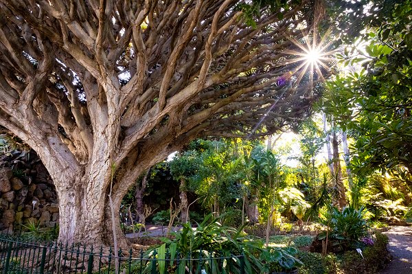 Jardín de la Marquesa, Gran Canaria