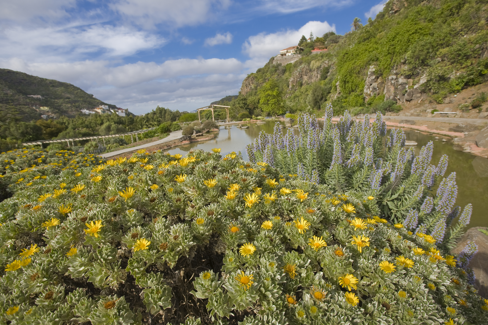 The Jardín Canario botanical garden in Las Palmas de Gran Canaria