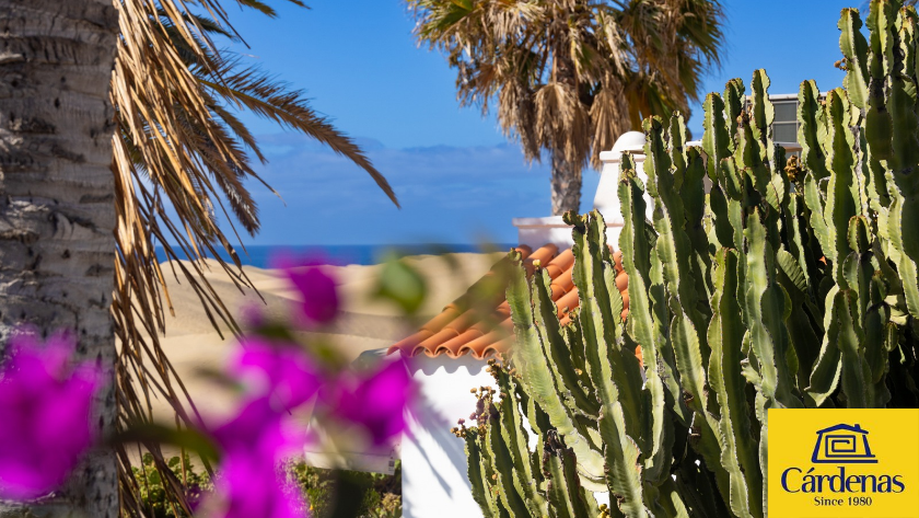 Las Dunas seen through a palm frame