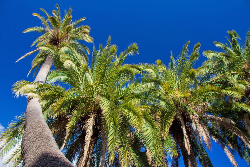 Canary palms growing in the wild in Gran Canaria
