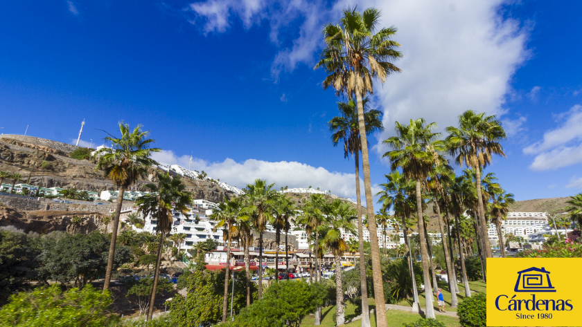 Puerto Rico view through palms