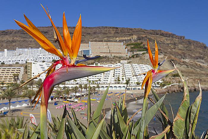 Taurito beach is one of Gran Canaria's best littlebeaches