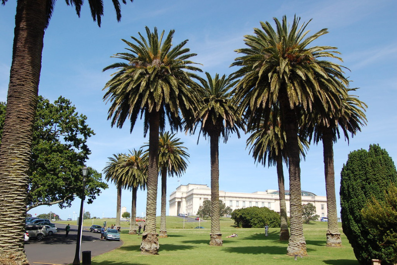 Palmera canaria Palmera canaria