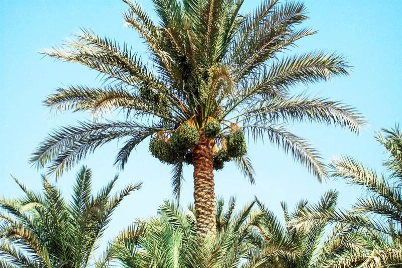 Palmera datilera Palmera datilera