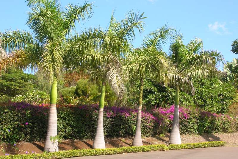 Palmera real Palmera real