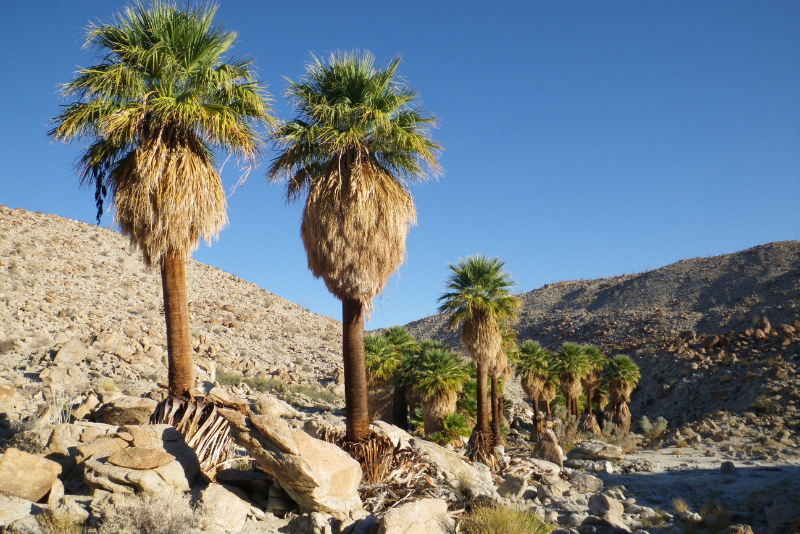 Washingtonia Washingtonia