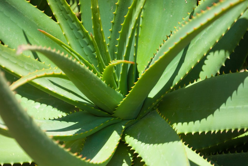 Aloe vera grows well in Gran Canaria gardens