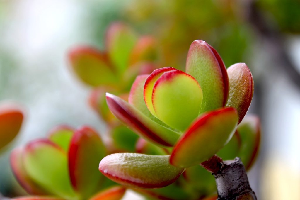 The Jade Plant Thrives in pots and in the garden in Gran Canaria