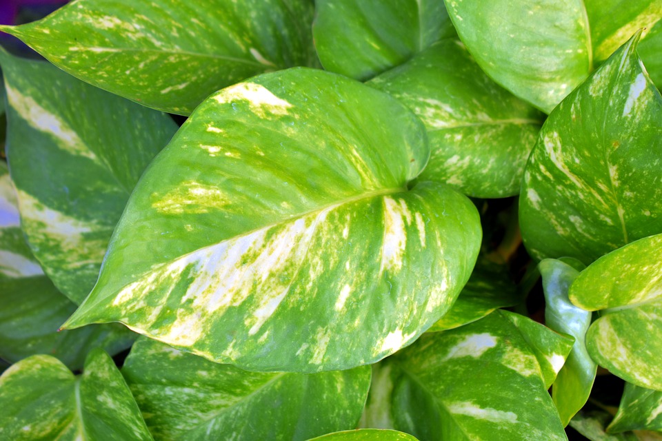 The Pothos is a hardy Gran Canaria plant